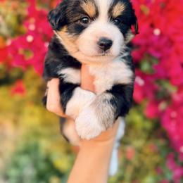 Poseidon - Black tri male Miniature Australian Shepherd puppy in Valley Center, California from DLT MiniAussie