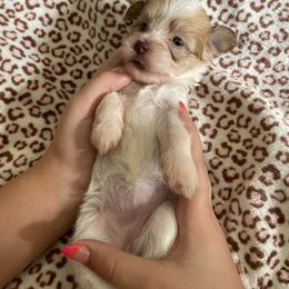 Stella AKC registered - Fawn sable female Havanese puppy in Cochran, Georgia from Dean Supreme