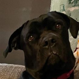 Sasha - Cane Corso