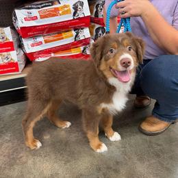 Dark Blue - Red tri-color male Miniature American Shepherd puppy in Hurt, Virginia from Sweet Prada's Farm
