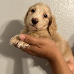 Chai - Cream male Dachshund puppy in Ripon, California from Ripon Dachshunds