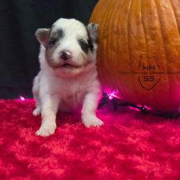 Wade - Blue merle white and tan male Shetland Sheepdog puppy in Lebanon, Tennessee from Henotic Homestead's Shetland Sheepdogs