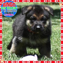 BINGO - Black and tan male German Shepherd puppy in Murrieta, California from Diamond Oaks German Shepherds