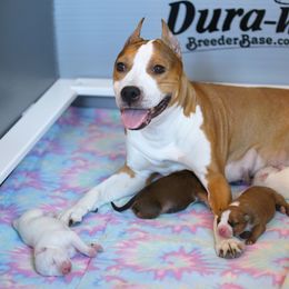 American Staffordshire Terrier Puppies from Liberty Am Staffs