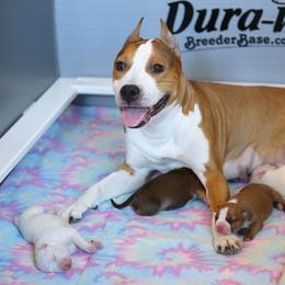American Staffordshire Terrier Puppies from Liberty Am Staffs