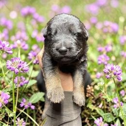 Cerveza - Sable male German Shepherd puppy in Oakland, Oregon from VHM German Shepherds