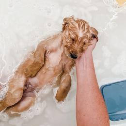 Goldendoodle and Poodle Puppies from Southern Standard Poodles and Doodles