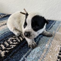 Captain - Blue male Australian Cattle Dog puppy in Marana, Arizona from Cactus Heelers Arizona