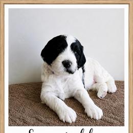 Happy - Parti male Goldendoodle puppy in Frostproof, Florida from Lover Dover Doodles