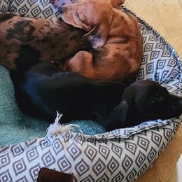 Dachshund Puppies from Blue Mist Dachshunds