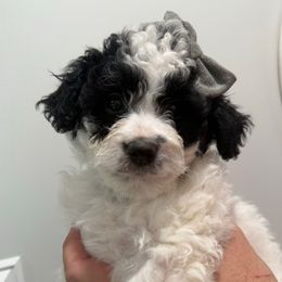 Gracie - Black and white female Bernedoodle puppy in Coventry, Rhode Island from Timber Trail Bernedoodles RI