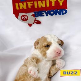 Buzz - Apricot male Goldendoodle puppy in Lakeland, Florida from Rolling Oak Doodles