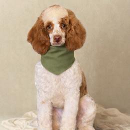 Wiley - Cavapoo