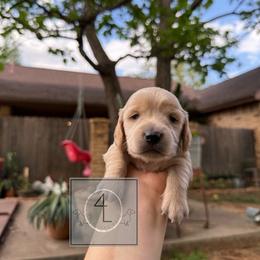 Spur - CKC Registered :: Dark Blue - Cream male Dachshund puppy in Erick, Oklahoma from 4-L Backyard Dach