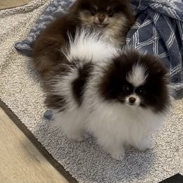 Milly - Chocolate parti female Pomeranian puppy in Sunnyside, Washington from The Pom farm