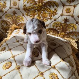 Purply collar girl - Parti female Poodle puppy in Frisco, Texas from Maltese & poodle Lovers