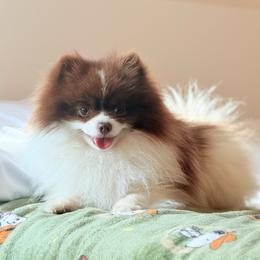 Charlie - Pomeranian