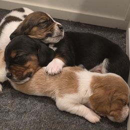 Bowser - Black white and brown male Basset Hound puppy in Maple Falls, Washington from Flopper Bopper Basset Hounds