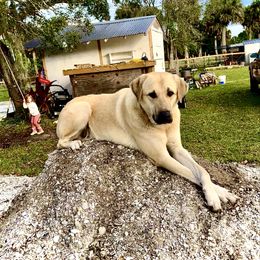 Clyde - Anatolian Shepherd Dog
