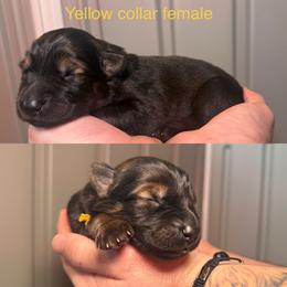 Yellow Collar Girl - Sable female German Shepherd puppy in Universal City, Texas from Jaxinhaus German Shepherds