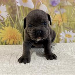 Tessa - Gray female Cane Corso puppy in Loogootee, Indiana from Walnut Creek Cane Corso