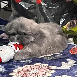 AKC Maverick - Blue male Shih Tzu puppy in Greenville, South Carolina from Babyface Shih Tzu