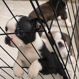 Little foot - Black and white female Boston Terrier puppy in Mascotte, Florida from The DogMother House of Bostons