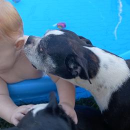 Princess Rebel Ellie (Rebel) - Black and white female Boston Terrier puppy in Canmer, Kentucky from Hiser's Bluegrass Bostons