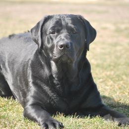 Labrador Retriever All Grown Up from Pendleton Labradors