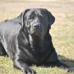 Labrador Retriever All Grown Up from Pendleton Labradors