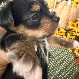 Lucygirl1 - Black and tan female Yorkshire Terrier puppy in Hudson, Florida from MCM Acres