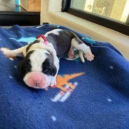 Pink collar - Brown and white female Saint Bernard puppy in Ramona, California from Buendias Ranch Saint Bernards & Bernese Mountain Dogs
