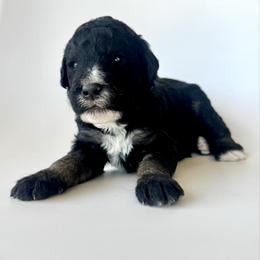 Skipper - Phantom male Bernedoodle puppy in Pulaski, Tennessee from Doodle My Heart