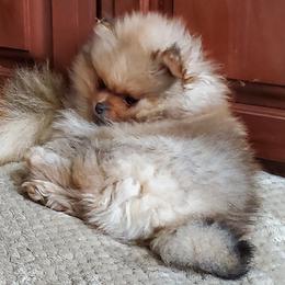 Pomeranian Puppies from Donna Gaspich