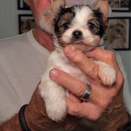 Biewer Terrier puppies from Donnas DiamondZ