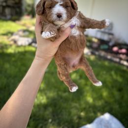Bernedoodle, Cavapoo, Goldendoodle, and Poodle Puppies from Gypsi Doodles & Poodles