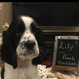 English Springer Spaniel Puppies from River’s Edge ~ English Springer Spaniels
