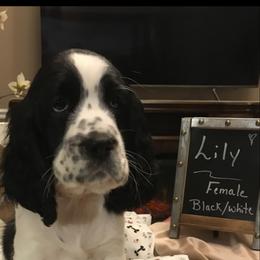 English Springer Spaniel Puppies from River’s Edge ~ English Springer Spaniels
