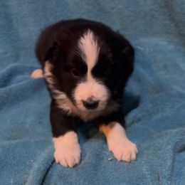 Boy 1 - Black and white male Border Collie puppy in Farmersville, Texas from Omegamtn Border Collies