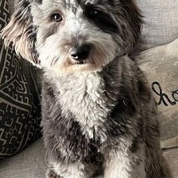 Aussiedoodles from Augie's Aussiedoodles