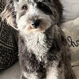 Aussiedoodles from Augie's Aussiedoodles
