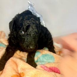 Estella (wJamie) - Silver female Poodle puppy in Meadowbrook, California from Standard Poodle Pups