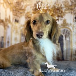 Dachshund puppies from Doxies in Wonderland