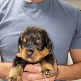 Rottweiler Puppies from Vom Zamozdra Haus Rottweilers