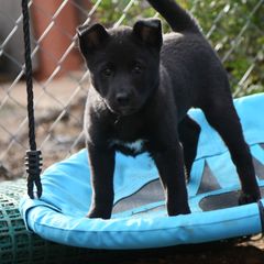 Canaan Dog Puppies from Kol Tuv Canaan Dogs