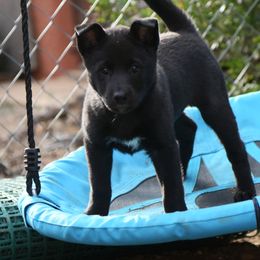 Canaan Dog Puppies from Kol Tuv Canaan Dogs