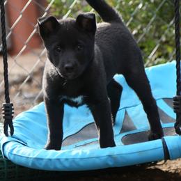Canaan Dog Puppies from Kol Tuv Canaan Dogs