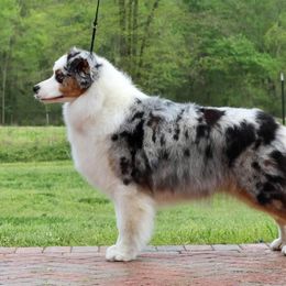 Lacey - Australian Shepherd