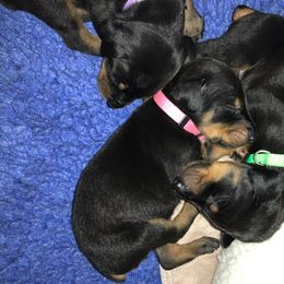 Doberman Pinscher Puppies from Spellbound Doberman Pinschers