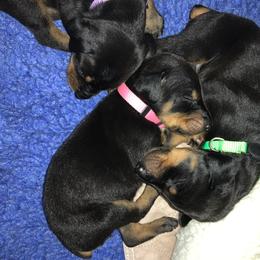 Doberman Pinscher Puppies from Spellbound Doberman Pinschers